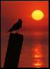 Sunrise Gull, Everglades, Fl.